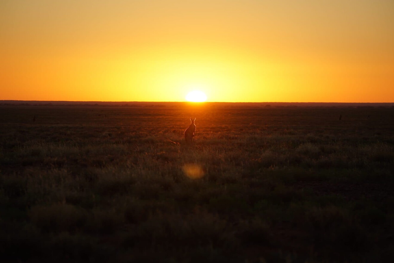 (Courtesy Kangaroo/Hopping Pictures)